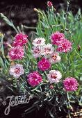 Dianthus plumarius fl. pl. 'Spring Beauty'